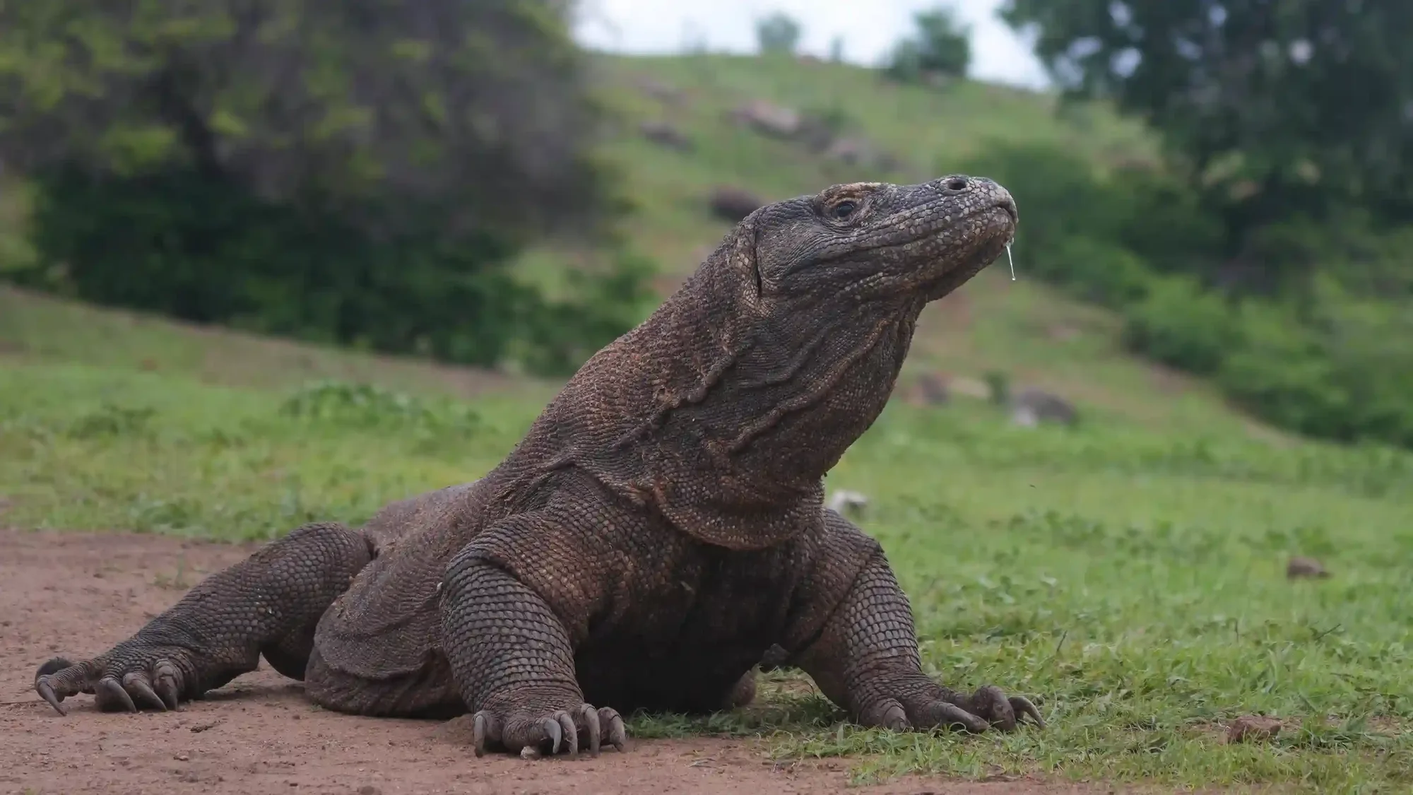 Best Season to See Komodo Dragons