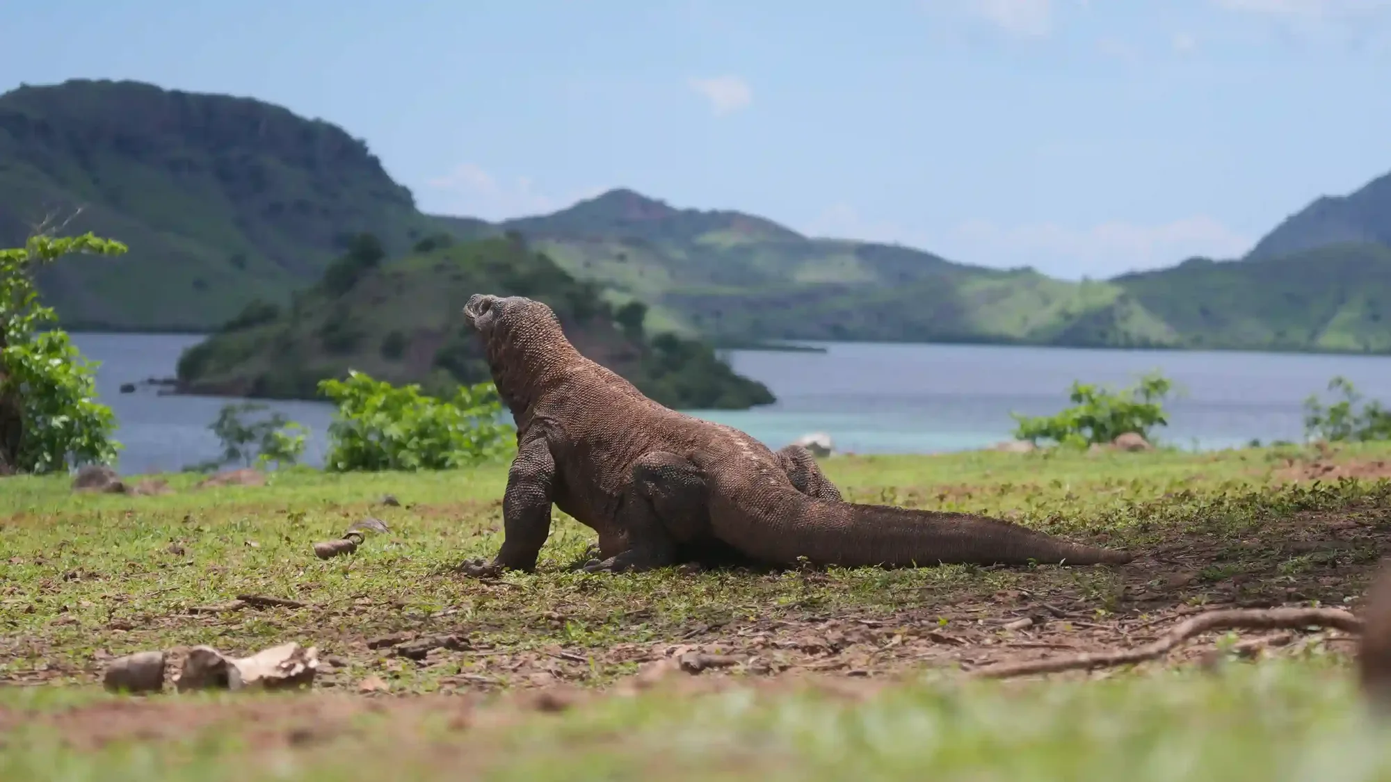 Rinca vs Komodo Island for Seeing Dragons