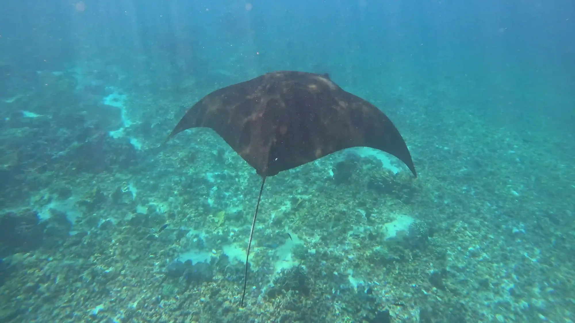 Top Komodo Dive Sites: Manta Point & Castle Rock