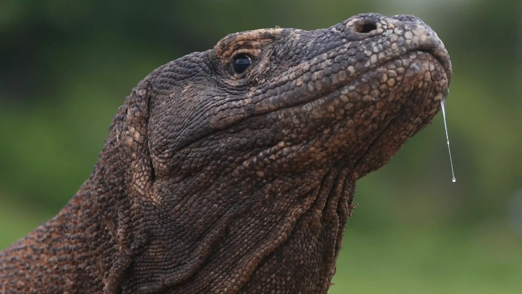 Komodo Dragon Conservation Outlook