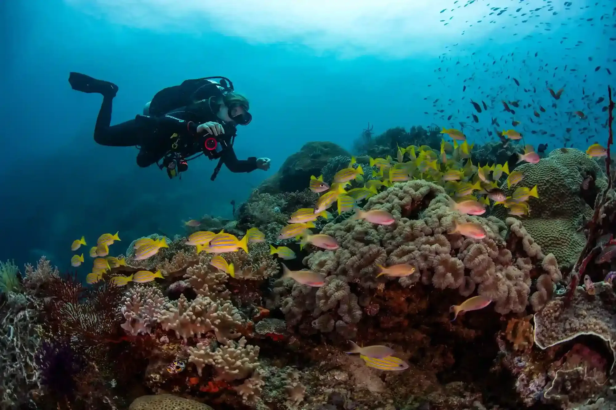 Diving Conditions in August