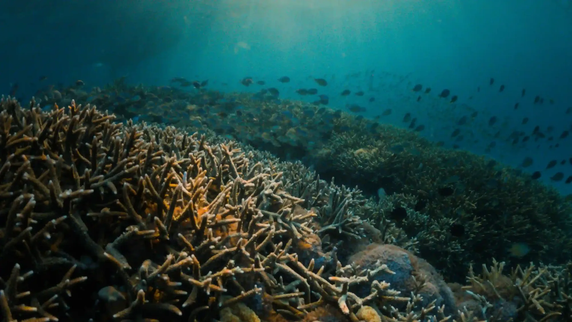 Climate Pressure on Komodo National Park