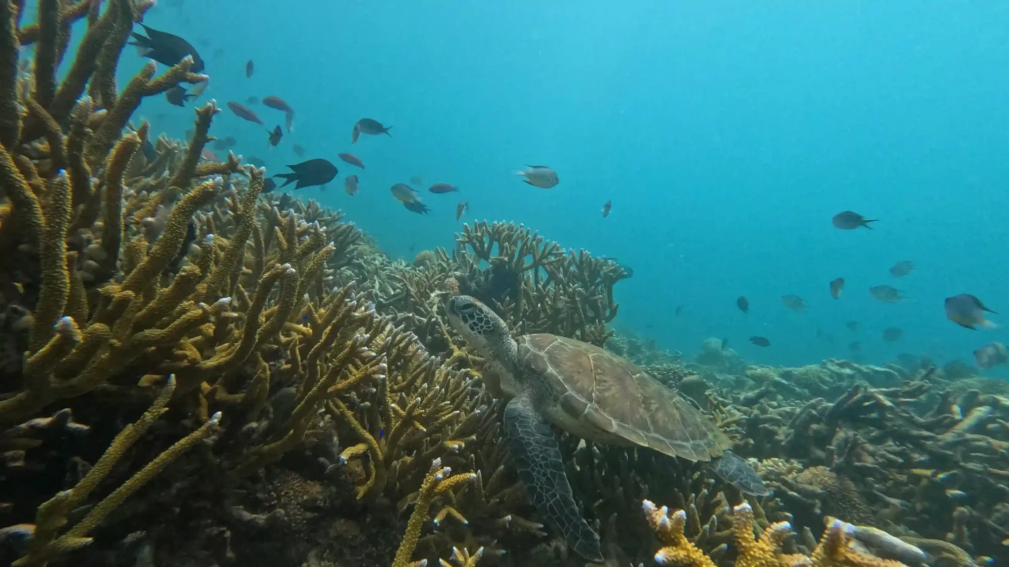 Marine Conservation Initiatives in Komodo: Protecting Ocean Life