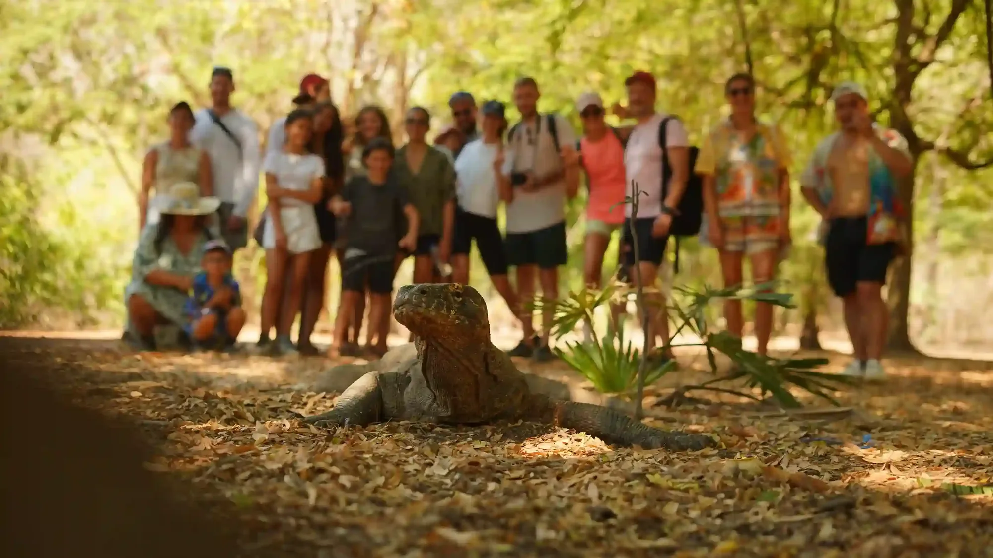 Do You Need a Ranger Guide in Komodo National Park?