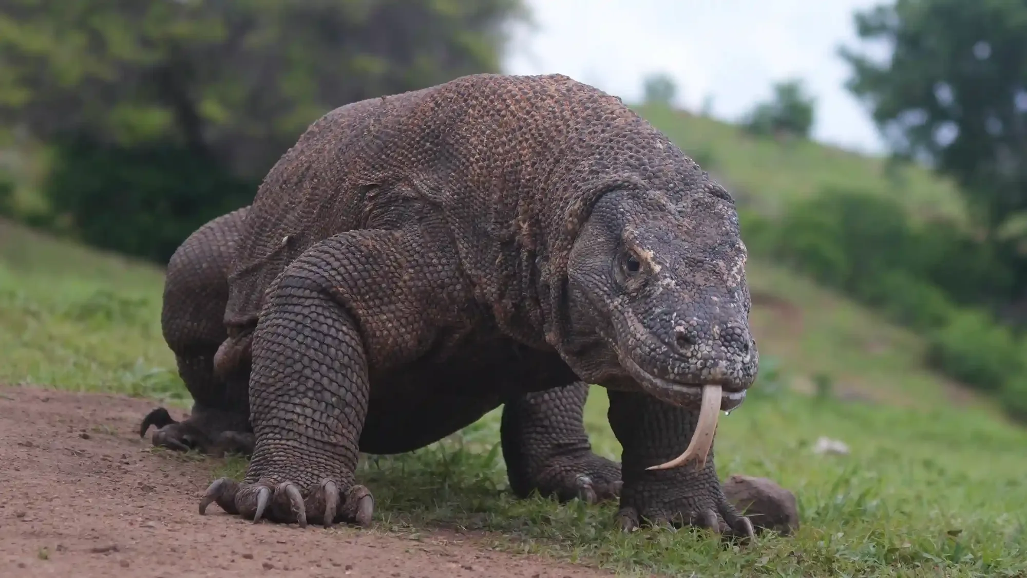 Why Komodo National Park Is a UNESCO World Heritage Site