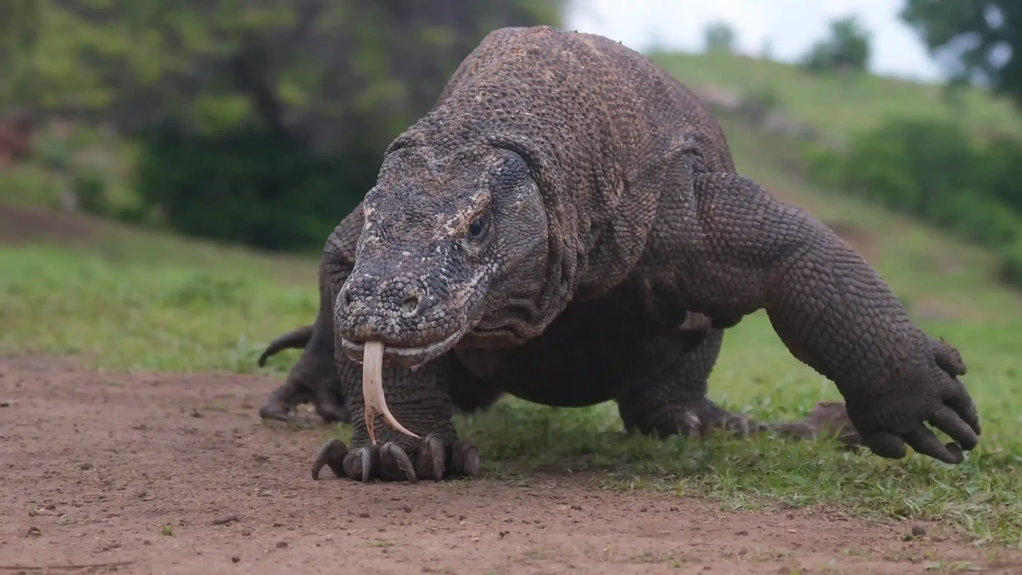 Komodo National Park: What Changes in 2027
