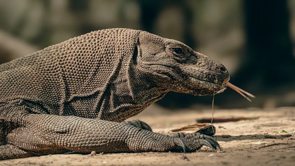 Komodo dragon resting on dry ground with its forked tongue extended