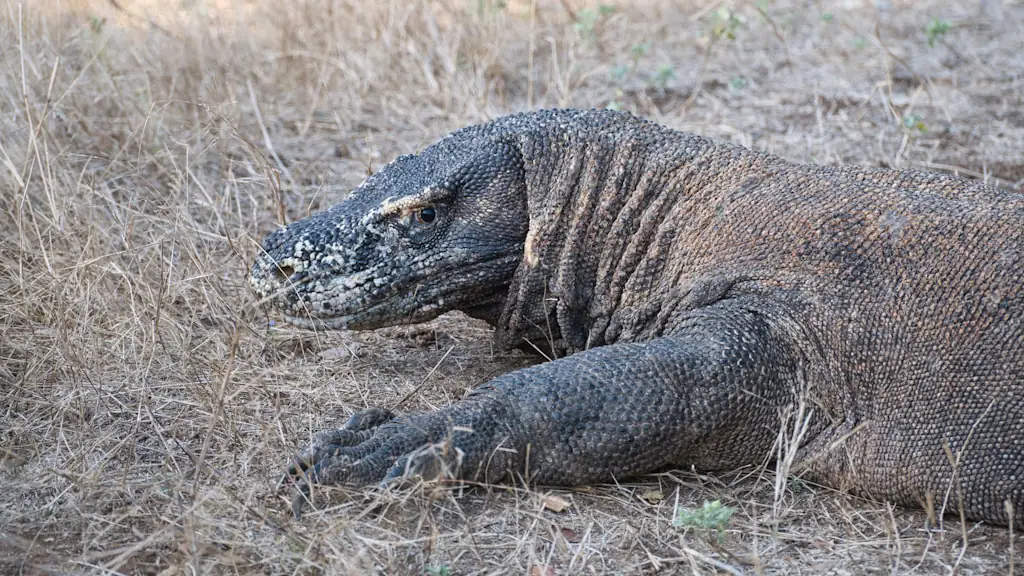 A Komodo dragon lying flat on dry grass and bare ground, seen side-on at eye level