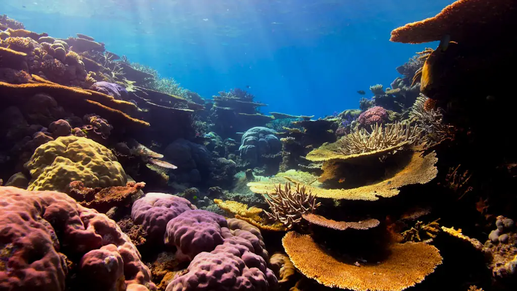 Table corals, soft corals and sponges on a shallow reef lit by sunbeams from the surface
