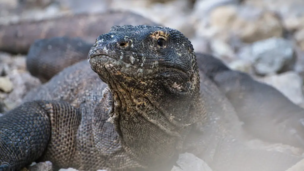 A Komodo dragon resting among pale rocks with its head raised towards the camera