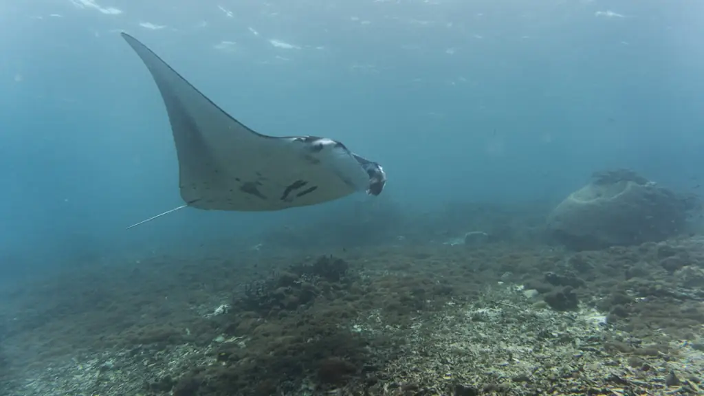A single manta ray gliding over a rubble and coral seabed in hazy blue water, with a large rounded coral head off to one side