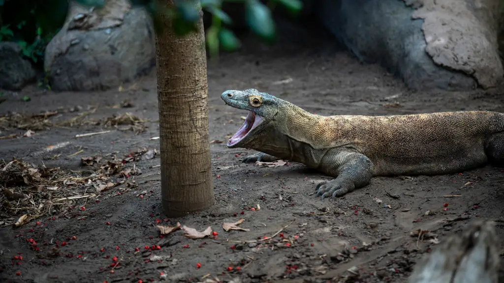 A Komodo dragon with its mouth open beside a tree trunk, on bare ground scattered with fallen fruit