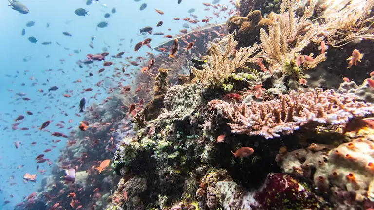 Coral reef wall in blue water with a dense school of small orange anthias, soft corals and sponges