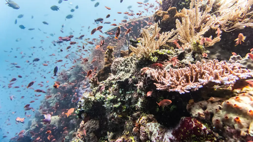 Coral reef wall in blue water with a dense school of small orange anthias, soft corals and sponges
