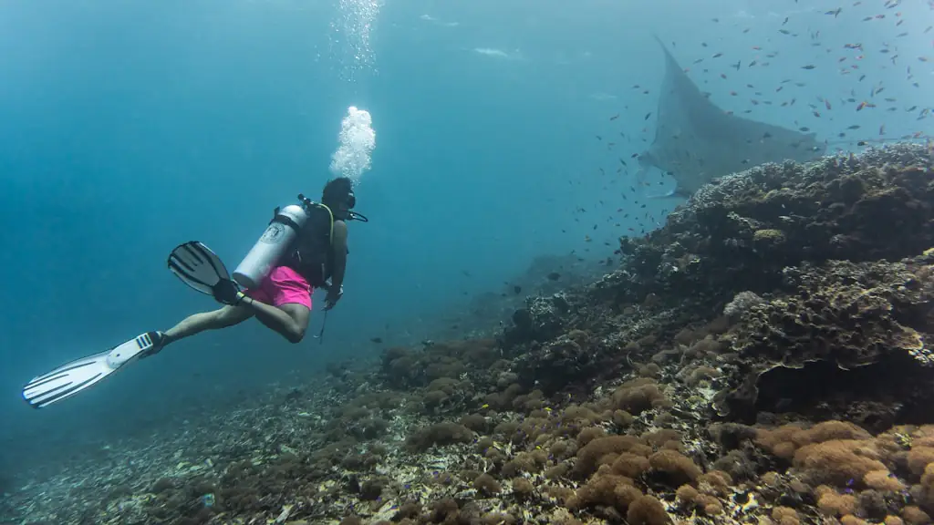 A scuba diver finning above a coral slope with a manta ray gliding through the blue water behind