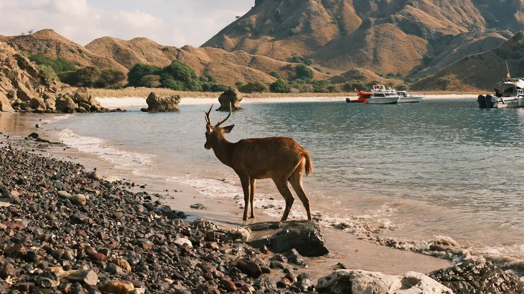 A deer standing on a stony beach at the water's edge, with tour boats moored in the bay behind