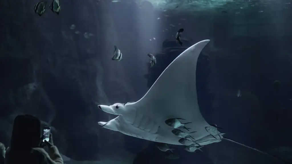 A manta ray passing close overhead in dim blue water while a person films it from below