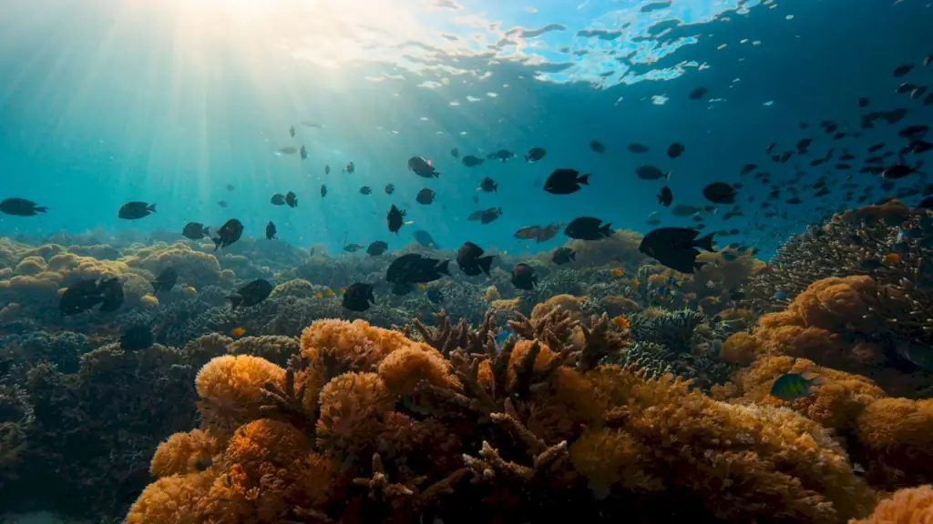 A dense school of small reef fish above hard and soft corals, with sunlight breaking through the surface