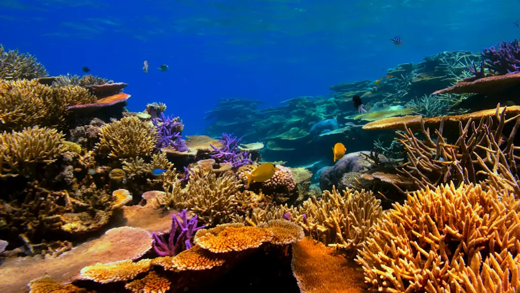 A shallow reef slope of branching and plate corals dropping away into deep blue water