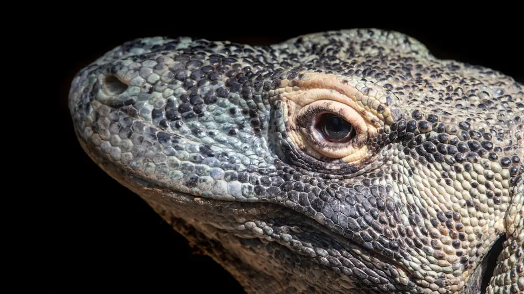 Close-up profile of a Komodo dragon's head and eye against a dark background