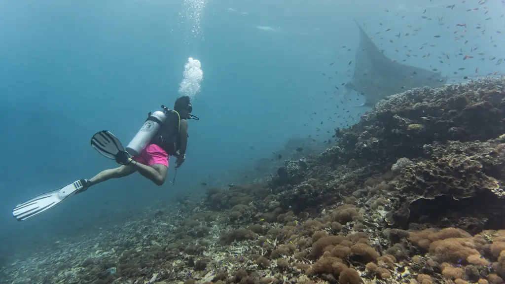 A scuba diver in pink shorts finning above a coral reef slope, with a manta ray and clouds of small fish in the blue water behind