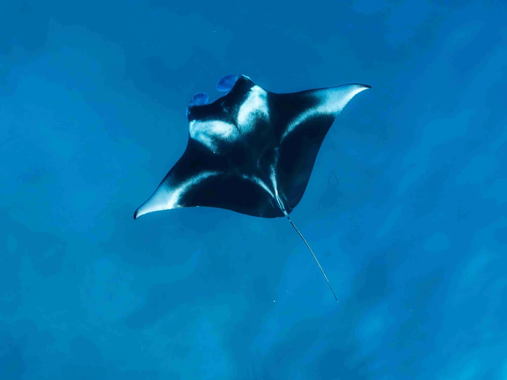 Manta Point Komodo: Season, Currents & Etiquette
